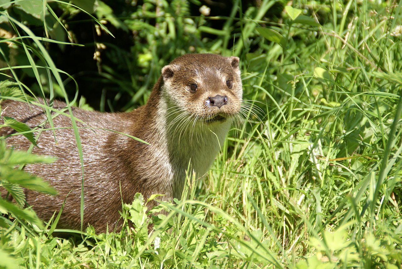 Loutre d’Europe