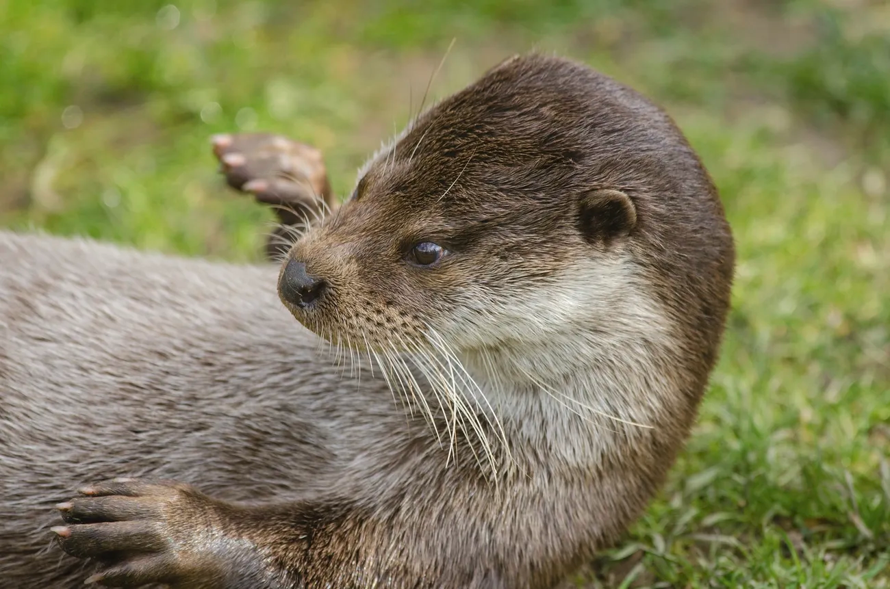 Loutre d’Europe