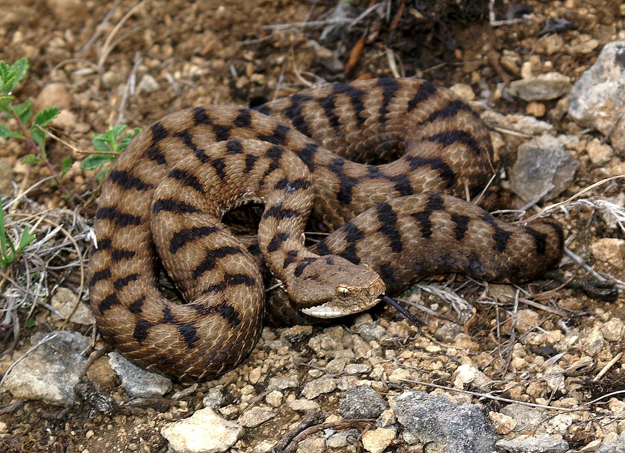 Vipera Aspis