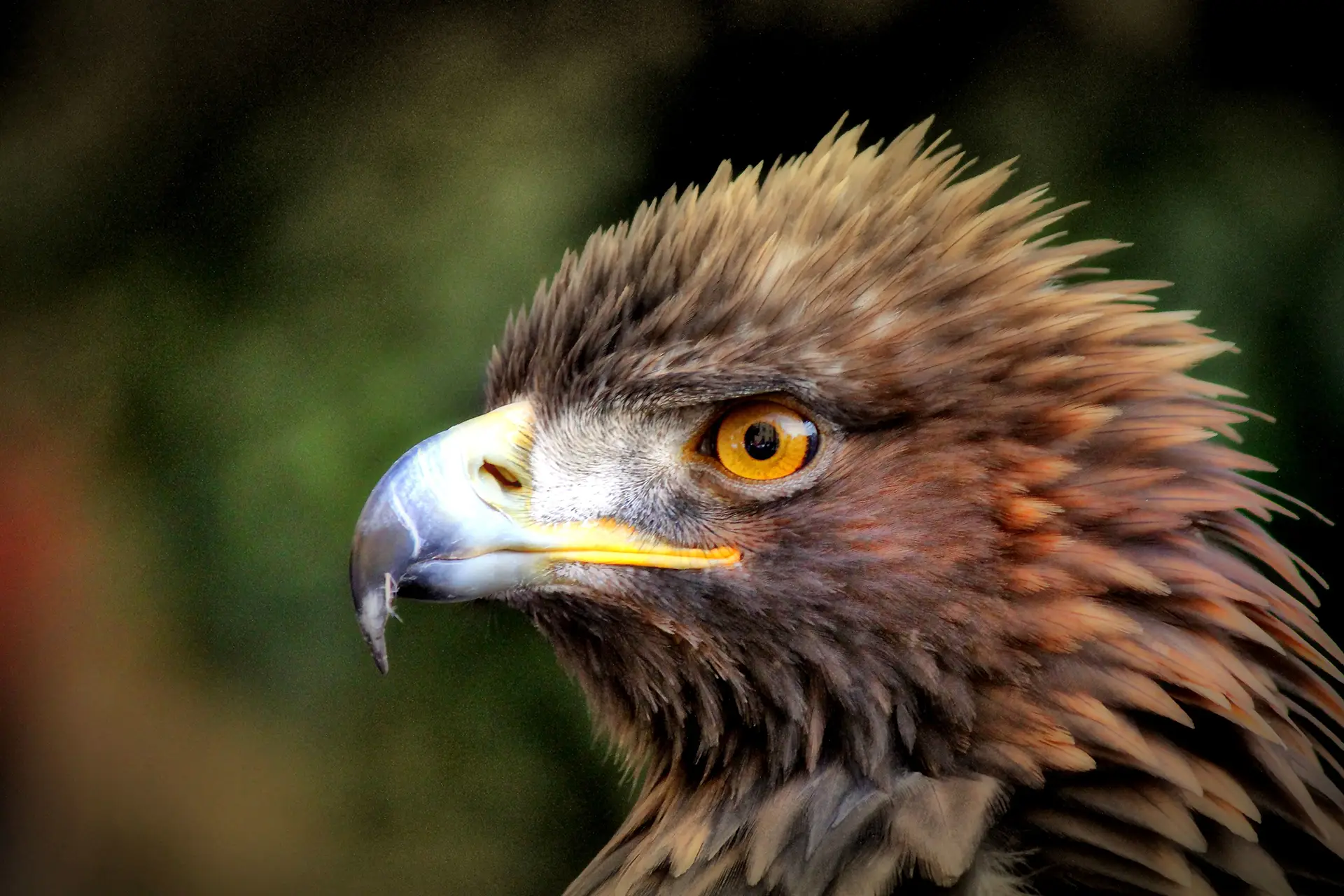 Golden eagle