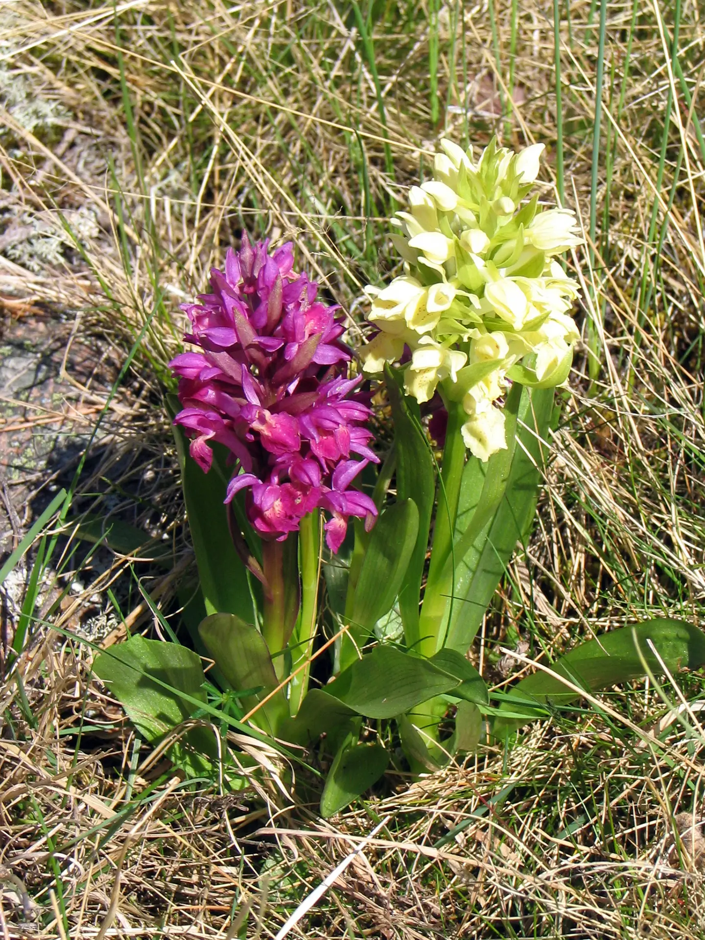 Sabot de Vénus