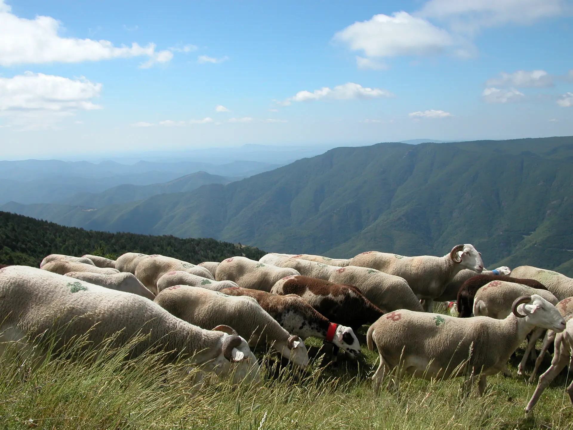 Brebis Cévennes - © Météosite Mont Aigoual