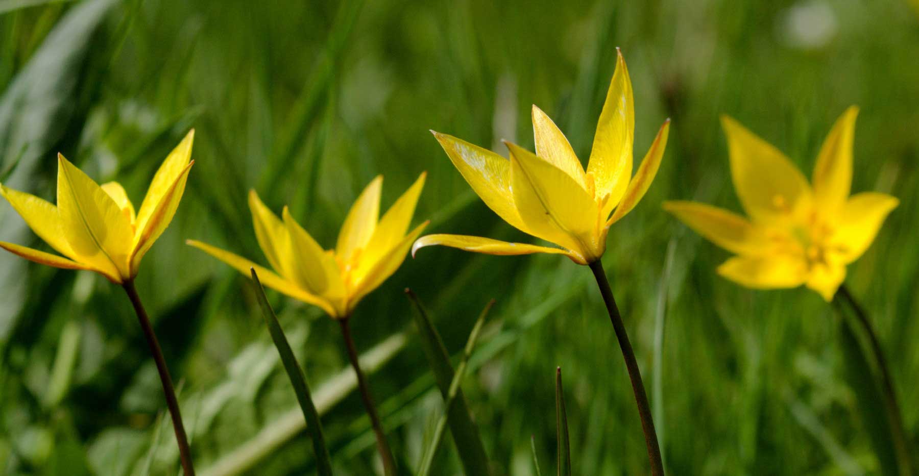 Tulipe sauvage - Patrick de Boissieu